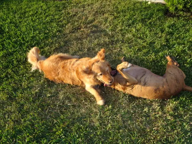 dogs wrestling in the yard at sunset