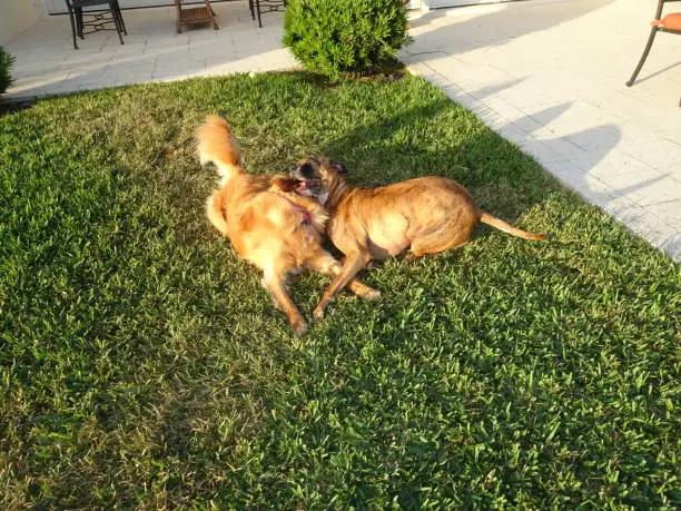 dogs wrestling in the yard at sunset
