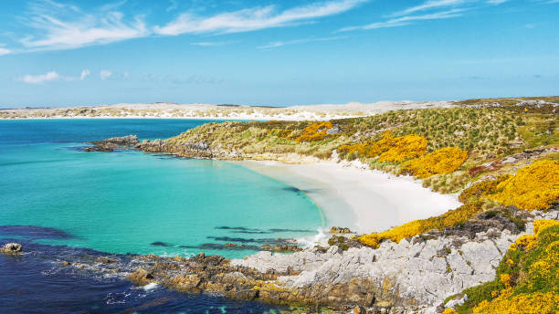The picturesque white sandy beach at Gypsy Cove on East Falkland Island (islas malvinas). Saturated color. Saturated blues of sky and turquoise water, crescent-shaped beach, yellow gorse and rocky coastline. Kelp in the water. falkland islands photos stock pictures, royalty-free photos & images