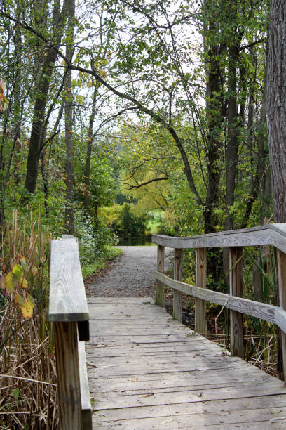 istock Wooden bridge through the woods 873396028