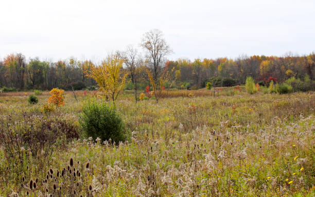 istock Autumn Field in New York State 873397794