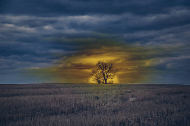 istock sunset in the field on the background of a tree 873399976