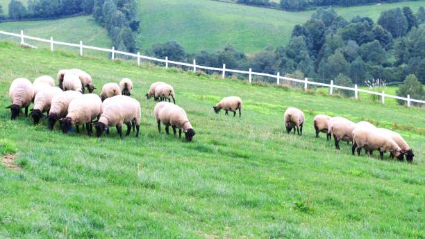 niedlichen schaf - jahr des schafes stock-fotos und bilder