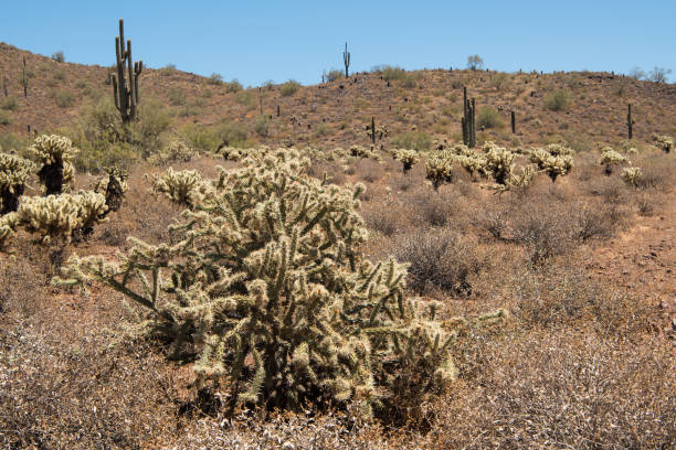 istock Apache Wash trail of the Phoenix Sonoran Preserve 873402668