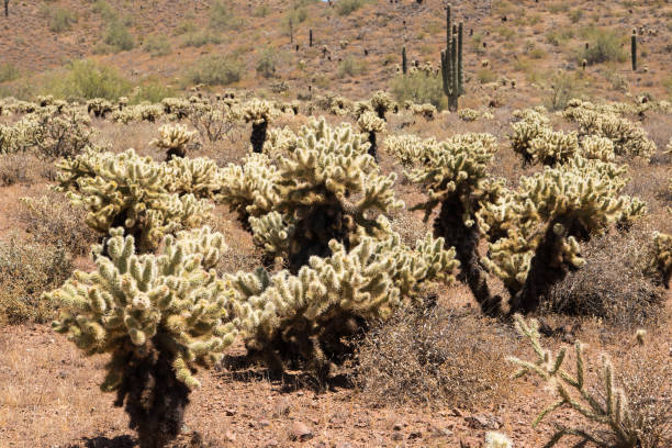 istock Apache Wash trail of the Phoenix Sonoran Preserve 873403050