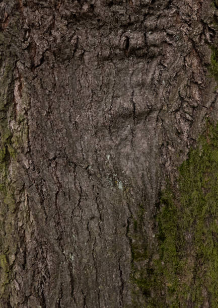 istock red oak - ark texture of an old tree in the forest 873403162