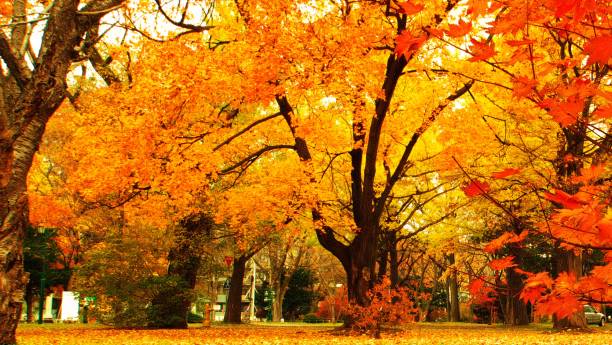 istock Hokkaido Ginkgo biloba tree 873403450