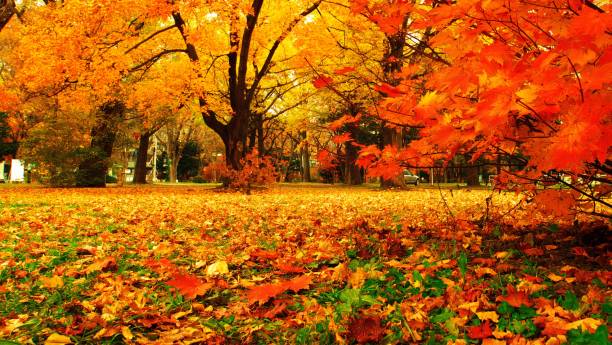 istock Hokkaido Ginkgo biloba tree 873403466
