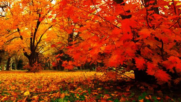 istock Hokkaido Ginkgo biloba tree 873403482