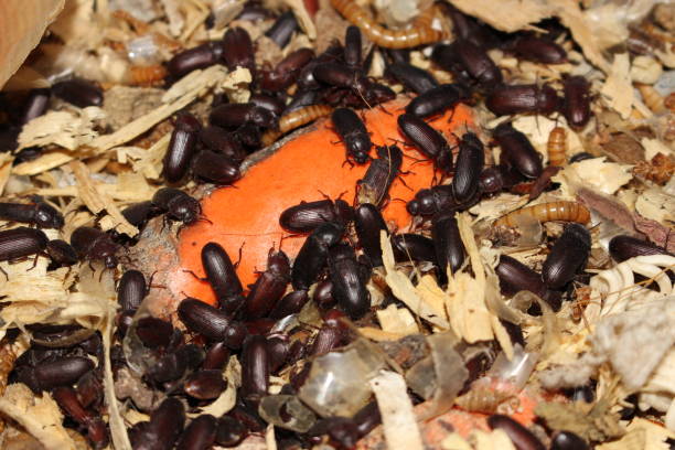 Darkling beetle / Meal worm colony, good source of insect protein or food for reptiles stock photo