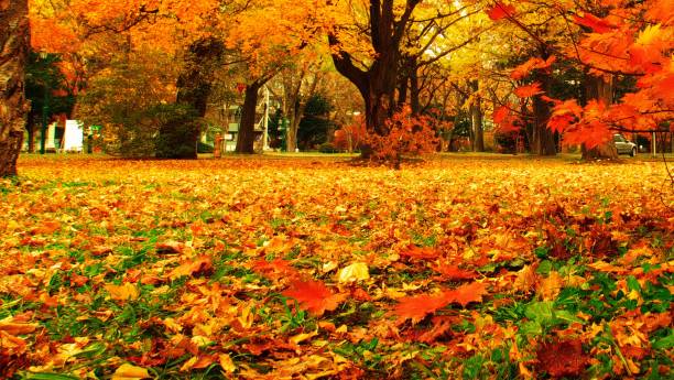 istock Hokkaido Ginkgo biloba tree 873403604