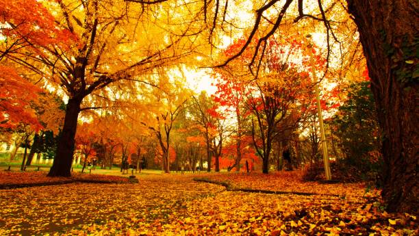 istock Hokkaido Ginkgo biloba tree 873403638
