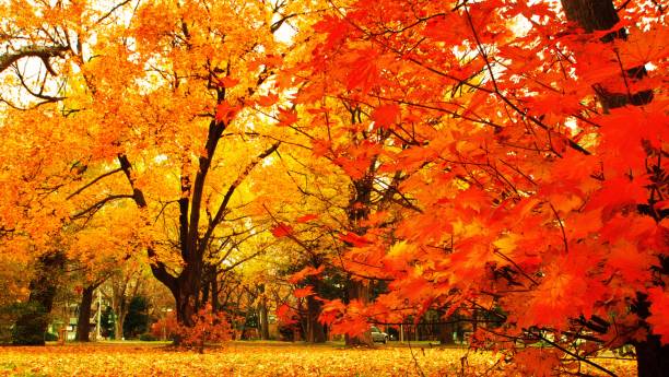 istock Hokkaido Ginkgo biloba tree 873403674