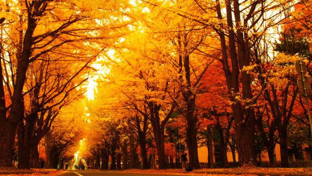 istock Hokkaido Ginkgo biloba tree 873403682