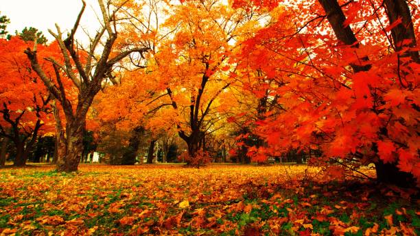 istock Hokkaido Ginkgo biloba tree 873403702