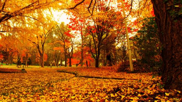 istock Hokkaido Ginkgo biloba tree 873403722