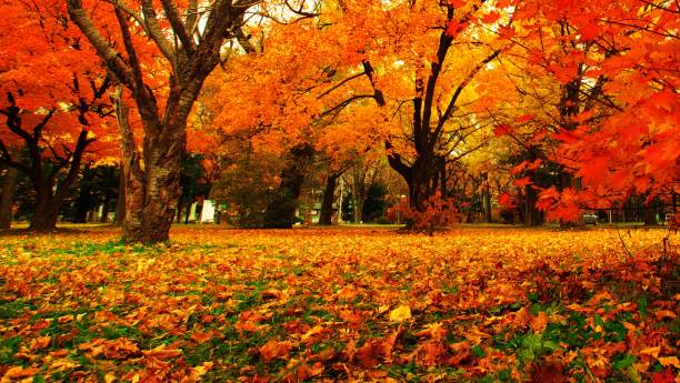 istock Hokkaido Ginkgo biloba tree 873405898
