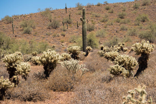 istock Apache Wash trail of the Phoenix Sonoran Preserve 873406158