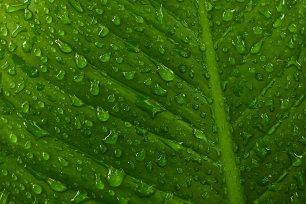 istock Ground water drops on green leaves at dawn. 873406258