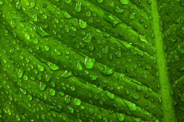 istock Ground water drops on green leaves at dawn. 873406276