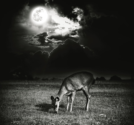 Beautiful deer graze among sky with bright full moon and dark cloudy in forest. Animals in natural environment, serenity background.  Black and white style. The moon taken with my camera.