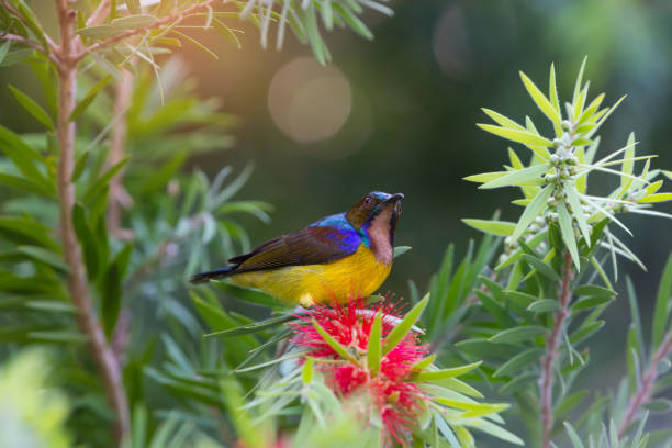 istock Colorful Sunbird resting on Bottlebrushes flower. 873411972
