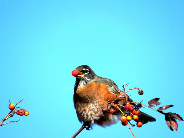 istock Thornhill American Robin on a rowanberry branch 2017 873412546