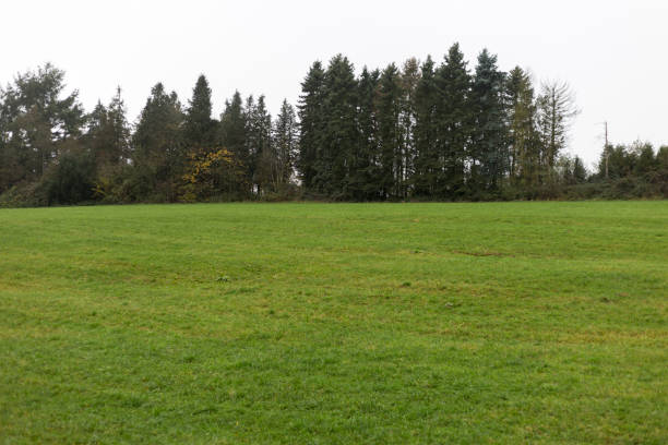 istock foggy autumn landscape 873415434