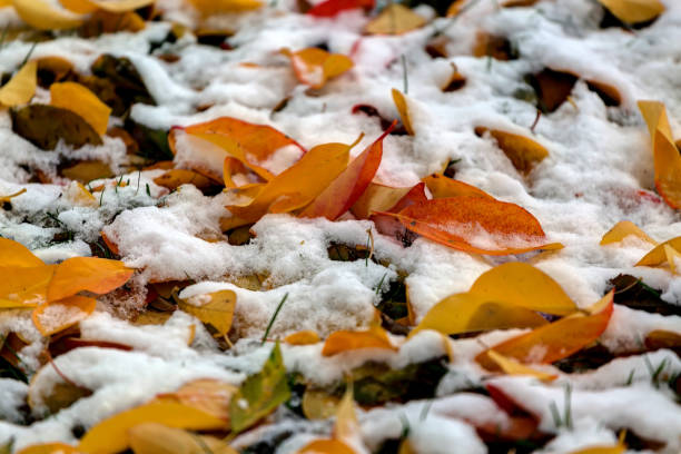 istock Fallen autumnal leaves on the first snow. November pattern. 873416358