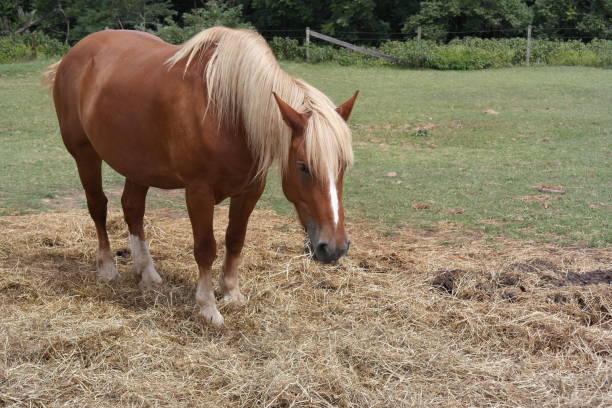 istock Brown horse with white mane walking through hay 873418618