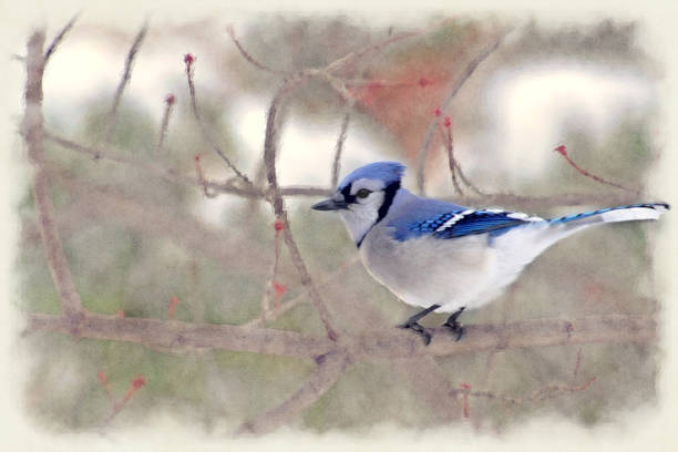 istock Portrait of Blue Jay 873418706