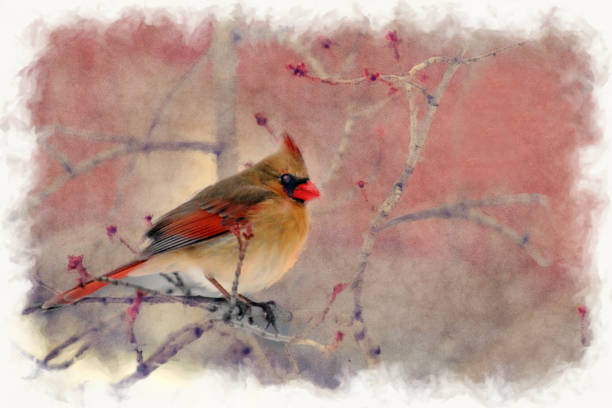 istock Portrait of female cardinal 873419074