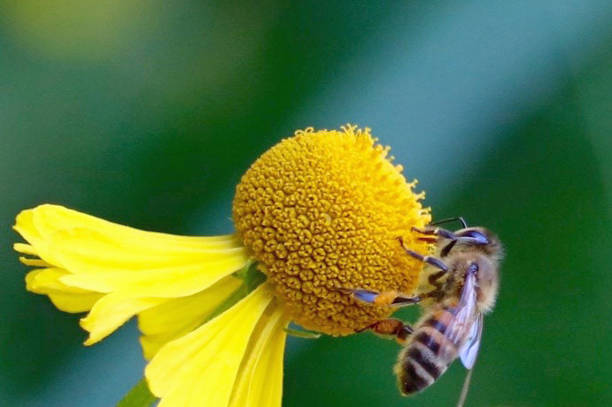 istock Honey Bee on Flower in Ray of Light 873419560
