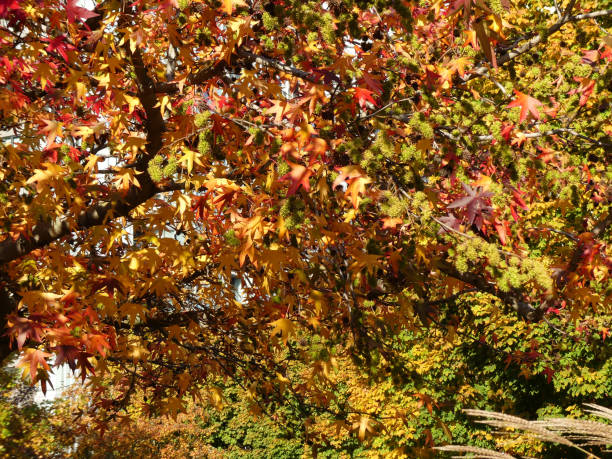 istock Vivid orange red yellow foliage autumn background 873422034