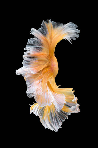 istock Siamese fighting fish isolated on black background 873422488