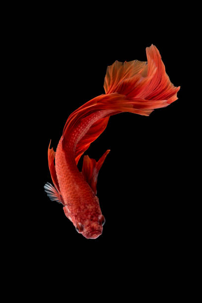 Siamese fighting fish isolated on black background Close up art movement of Betta fish,Siamese fighting fish isolated on black background.Fine art design concept. betta crowntail stock pictures, royalty-free photos & images