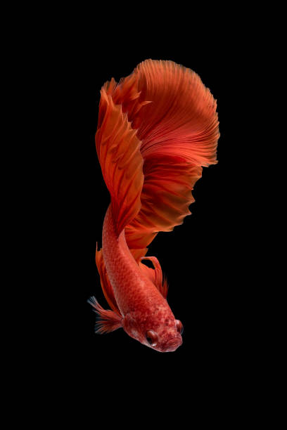istock Siamese fighting fish isolated on black background 873422538
