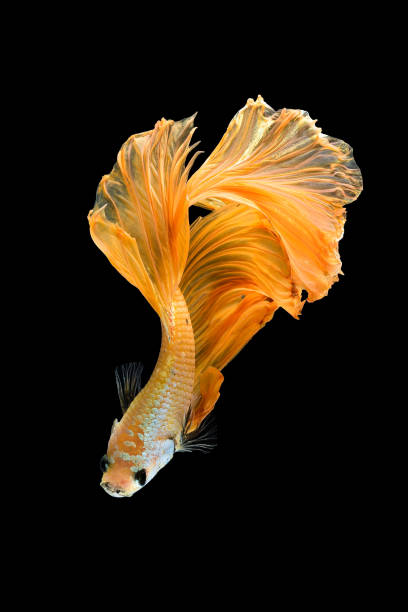 istock Siamese fighting fish isolated on black background 873422546