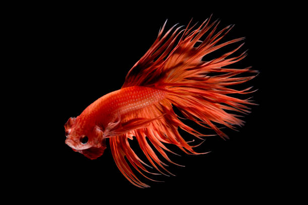 Siamese fighting fish isolated on black background Close up art movement of Betta fish,Siamese fighting fish isolated on black background.Fine art design concept. betta crowntail stock pictures, royalty-free photos & images