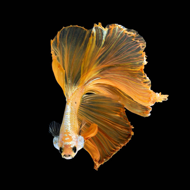 istock Siamese fighting fish isolated on black background 873422574