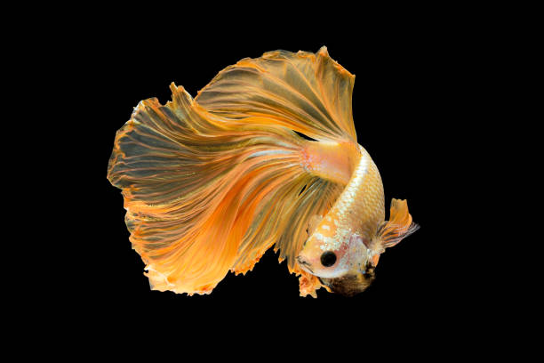 siamese fighting fish isolated on black background - fish siamese fighting fish isolated multi colored imagens e fotografias de stock