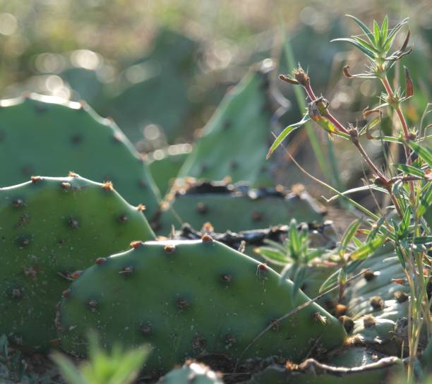 istock Close up of a cactus plant on a sandy beach 873425610