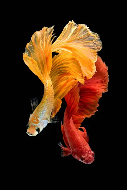 Close up art movement of Betta fish,Siamese fighting fish isolated on black background.Fine art design concept.