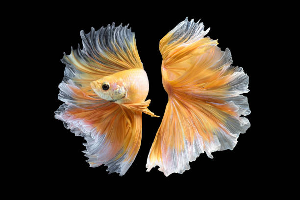 сиамская боевая рыба изолирована на черном фоне - fish siamese fighting fish isolated multi colored стоковые фото и изображения