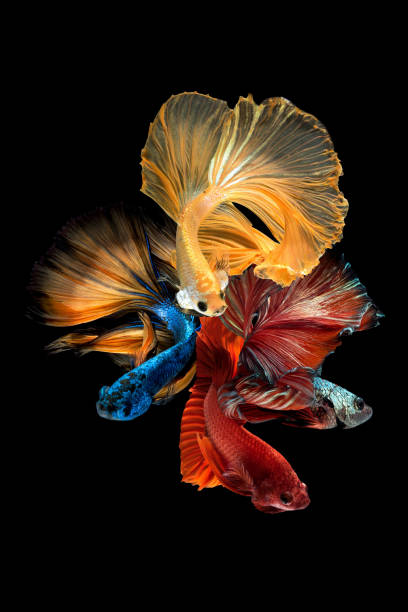 сиамская боевая рыба изолирована на черном фоне - fish siamese fighting fish isolated multi colored стоковые фото и изображения