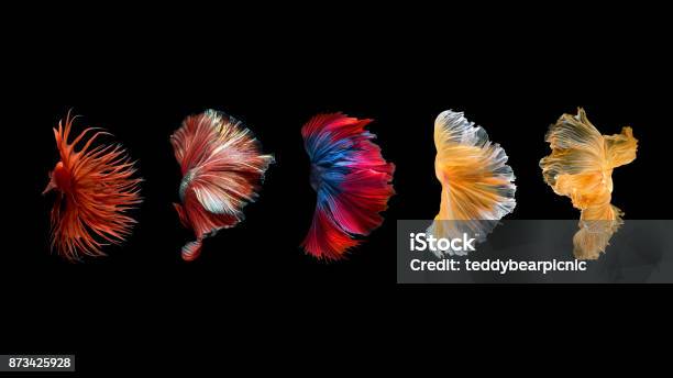 Siamese Fighting Fish Isolated On Black Background Stock Photo - Download Image Now - Siamese Fighting Fish, Black Background, Art