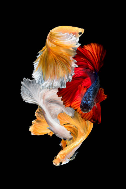 Siamese Fighting Fish Isolated On Black Background Stock Photo - Download Image Now - Fish, Black Color, Koi Carp - iStock Siamese Fighting Fish Isolated On Black Background Stock Photo - Download Image Now - Fish, Black Color, Koi Carp - iStock