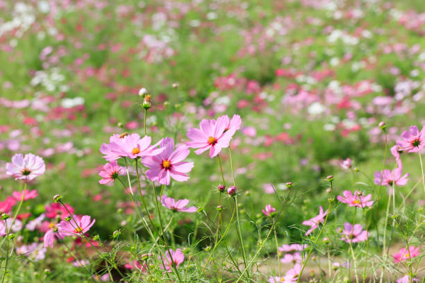istock Cosmos bipinnatus - Dwarf sensation 873428854