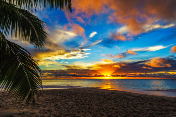 istock looking through palm leaf at sunset at anse georgette,praslin,seychelles 8 873428970