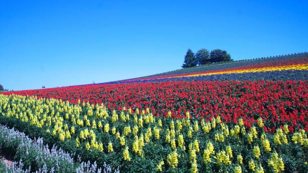 istock A magnificent view of Biei 873431094